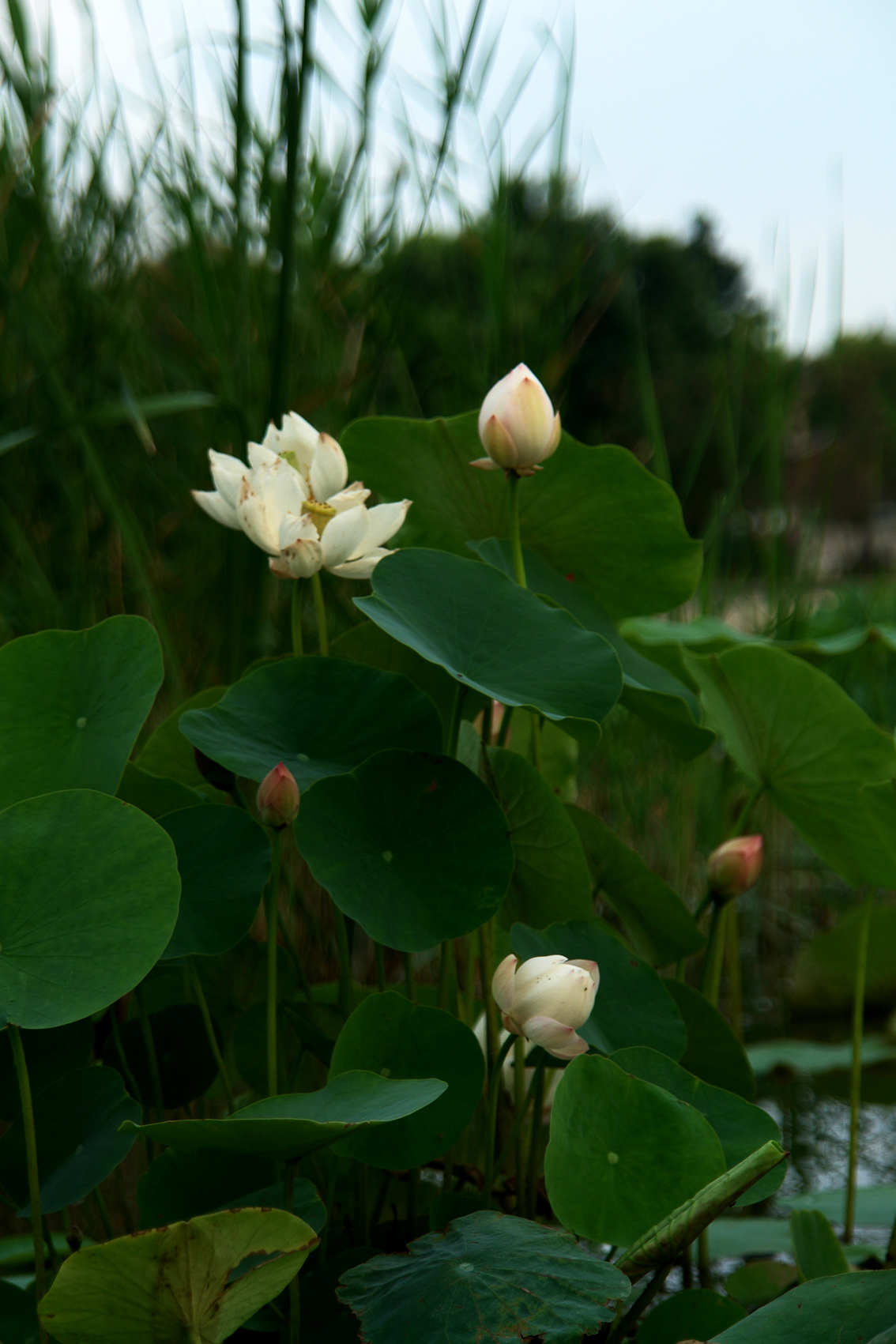 DSC05030.JPG