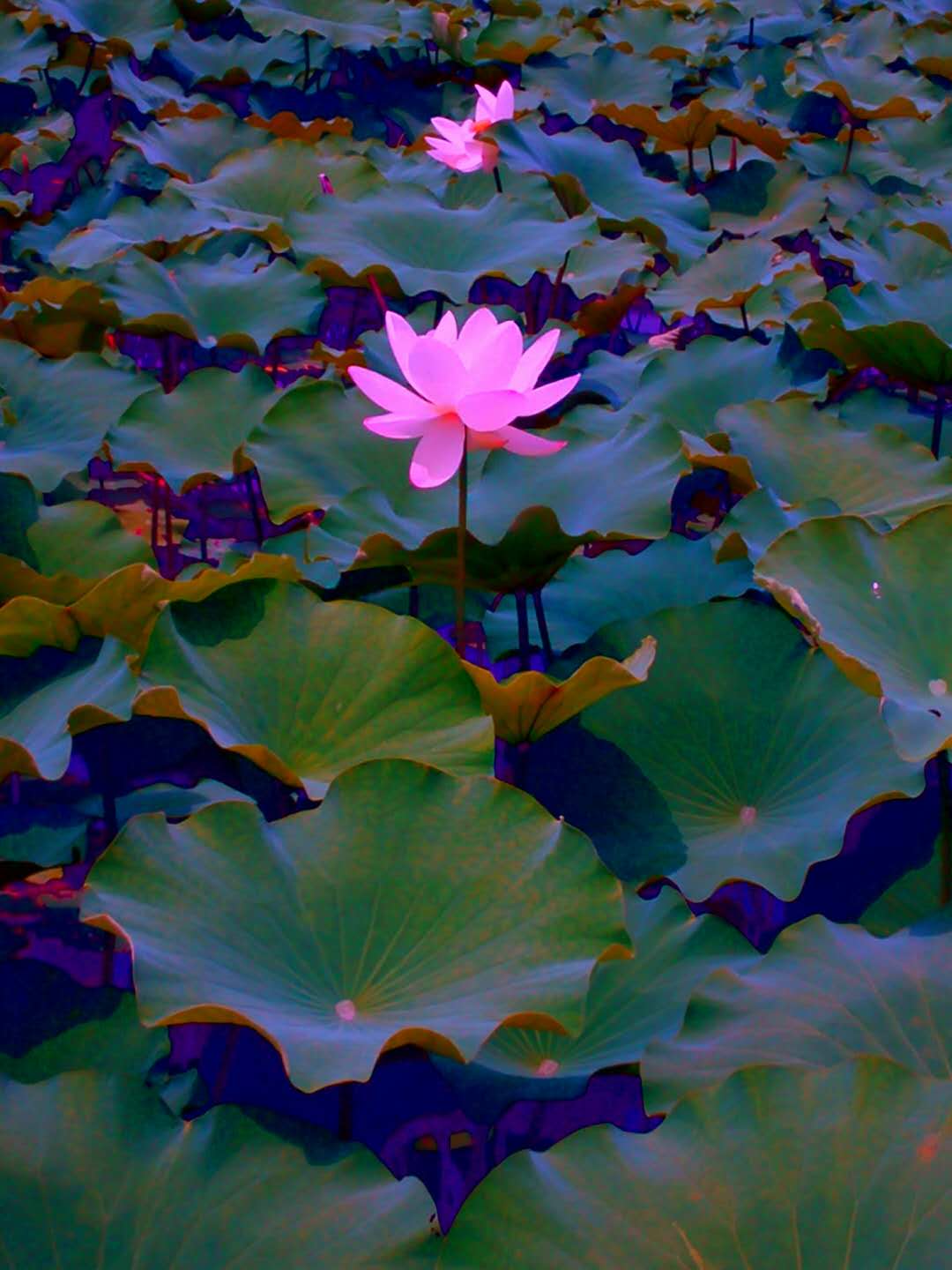 路边荷花