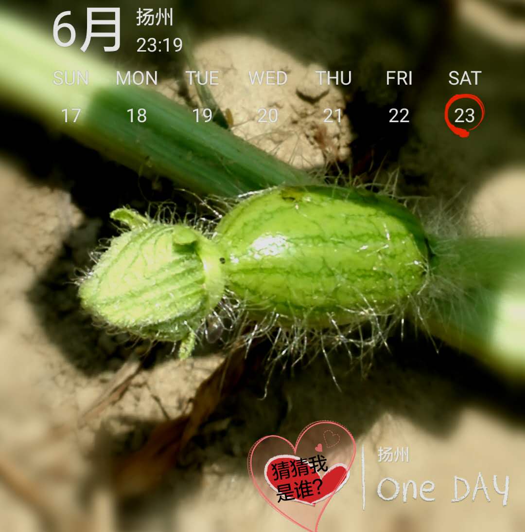 小西瓜