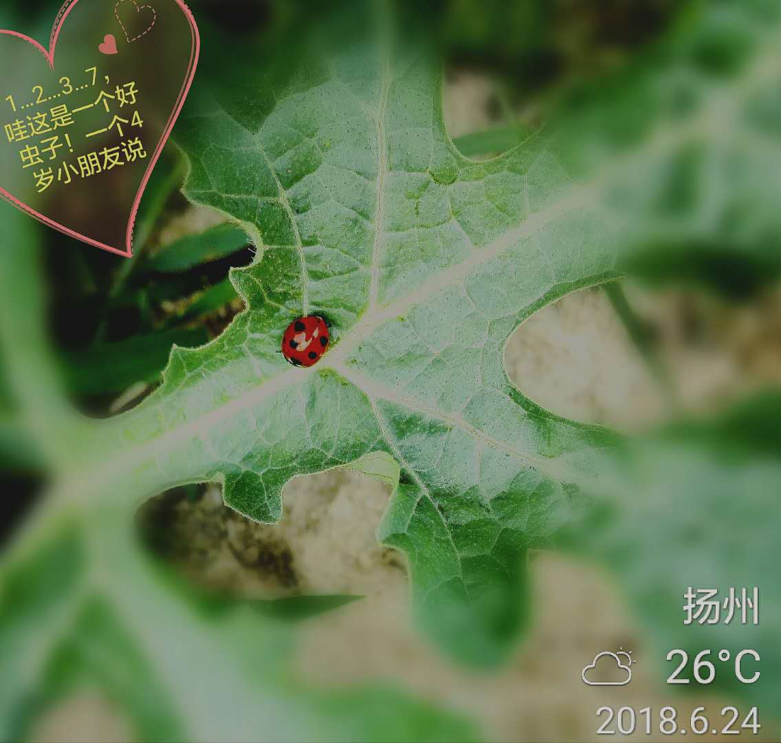 一个好虫子！