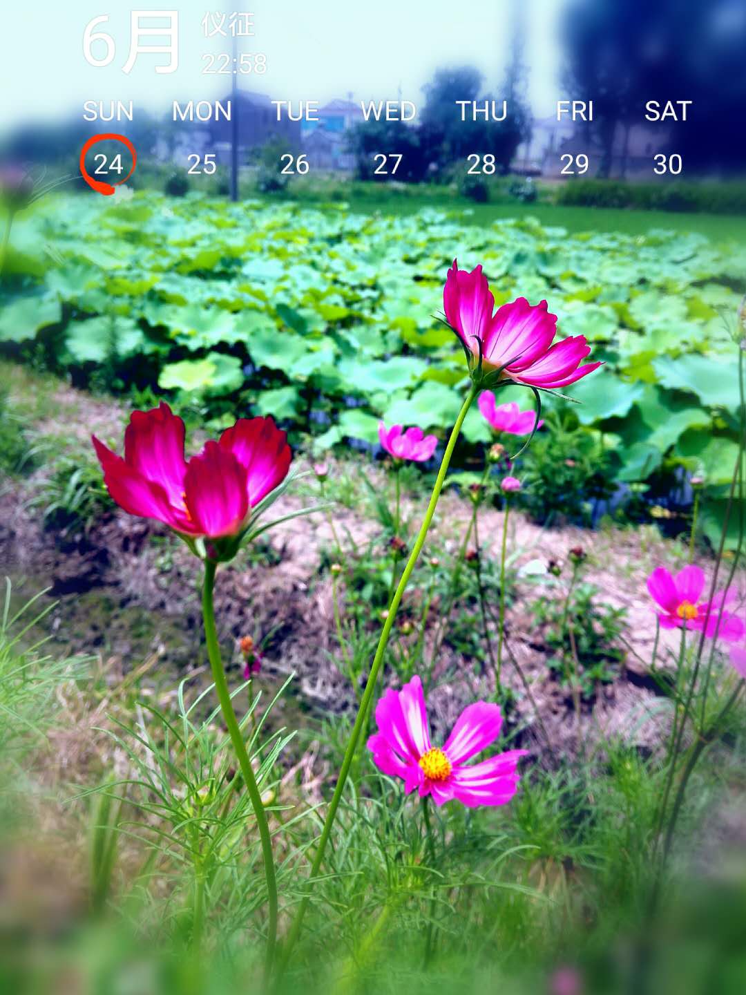 哇！格桑花！