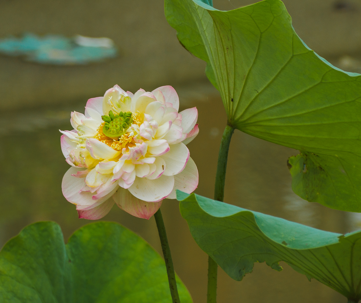 DSC07907.jpg