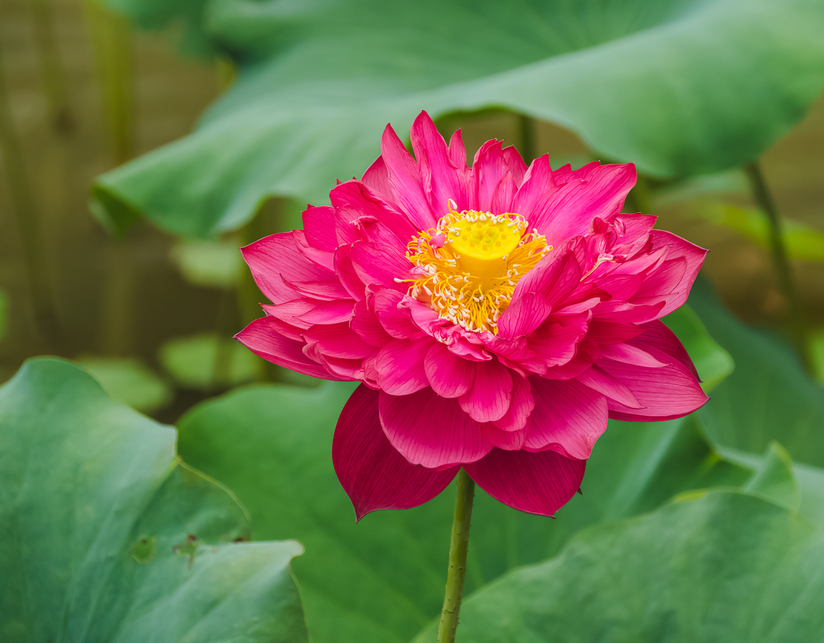 DSC07970.jpg