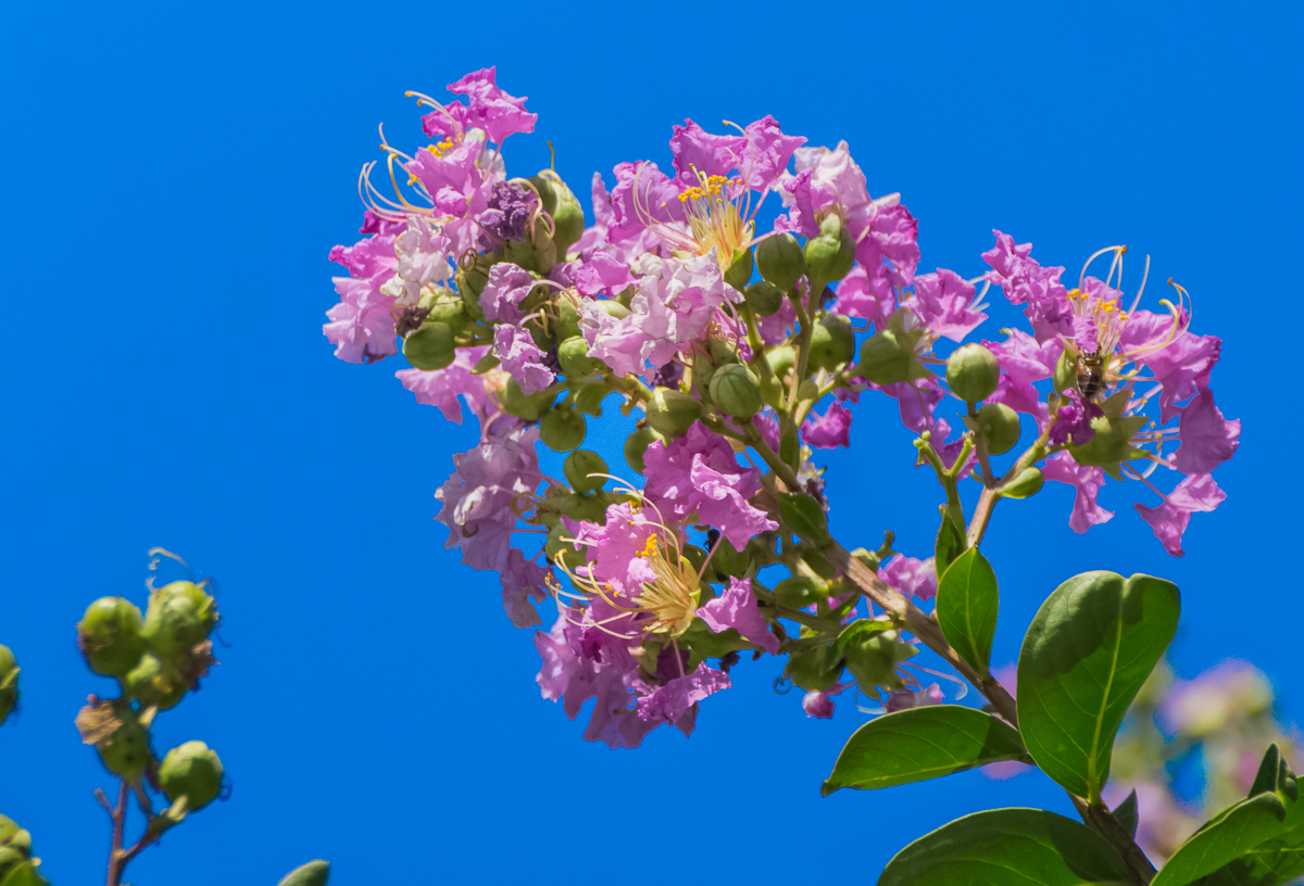 DSC08446.jpg