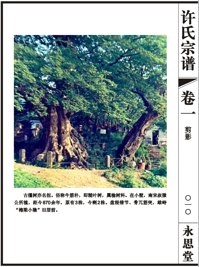 三橿老树.jpg