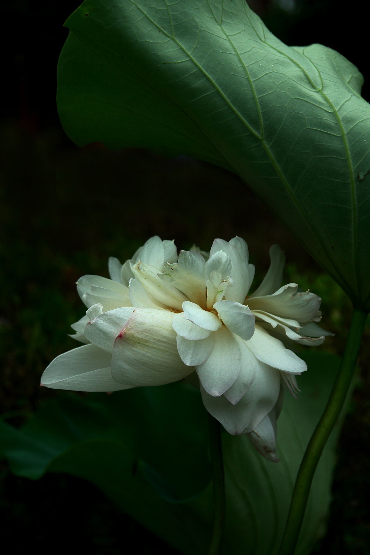 DSC05316.JPG