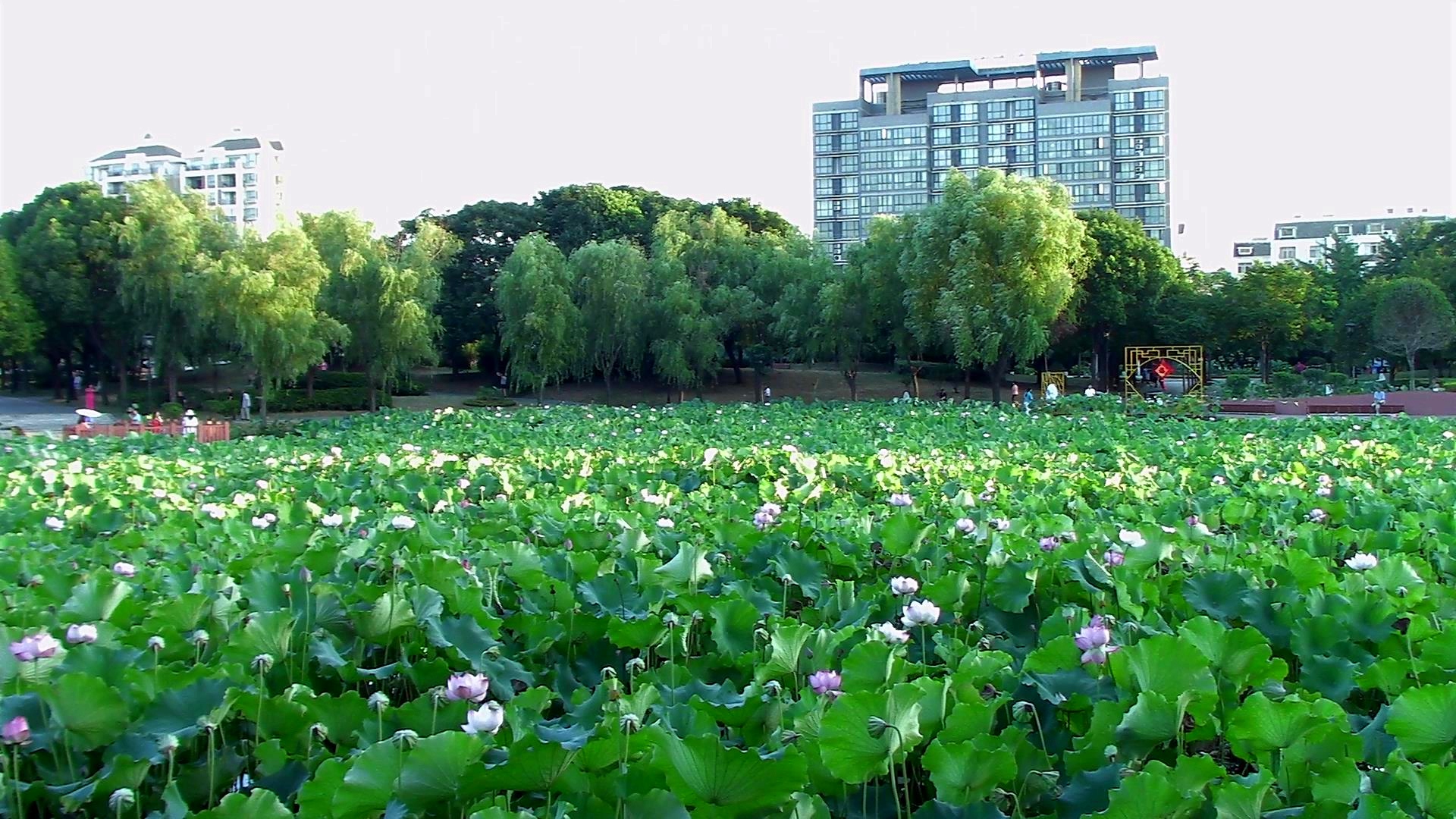 大蒲塘东园宝塔城河 001[00-00-48][20180723-081553661]_conew1.jpg