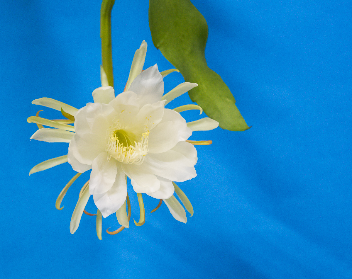 4G7A8461.jpg