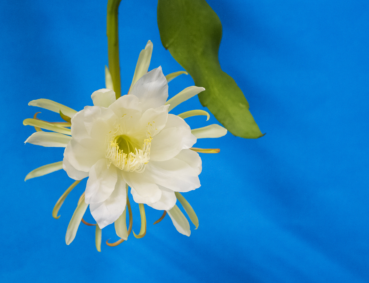 4G7A8463.jpg