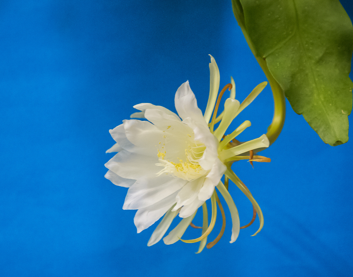 4G7A8465.jpg
