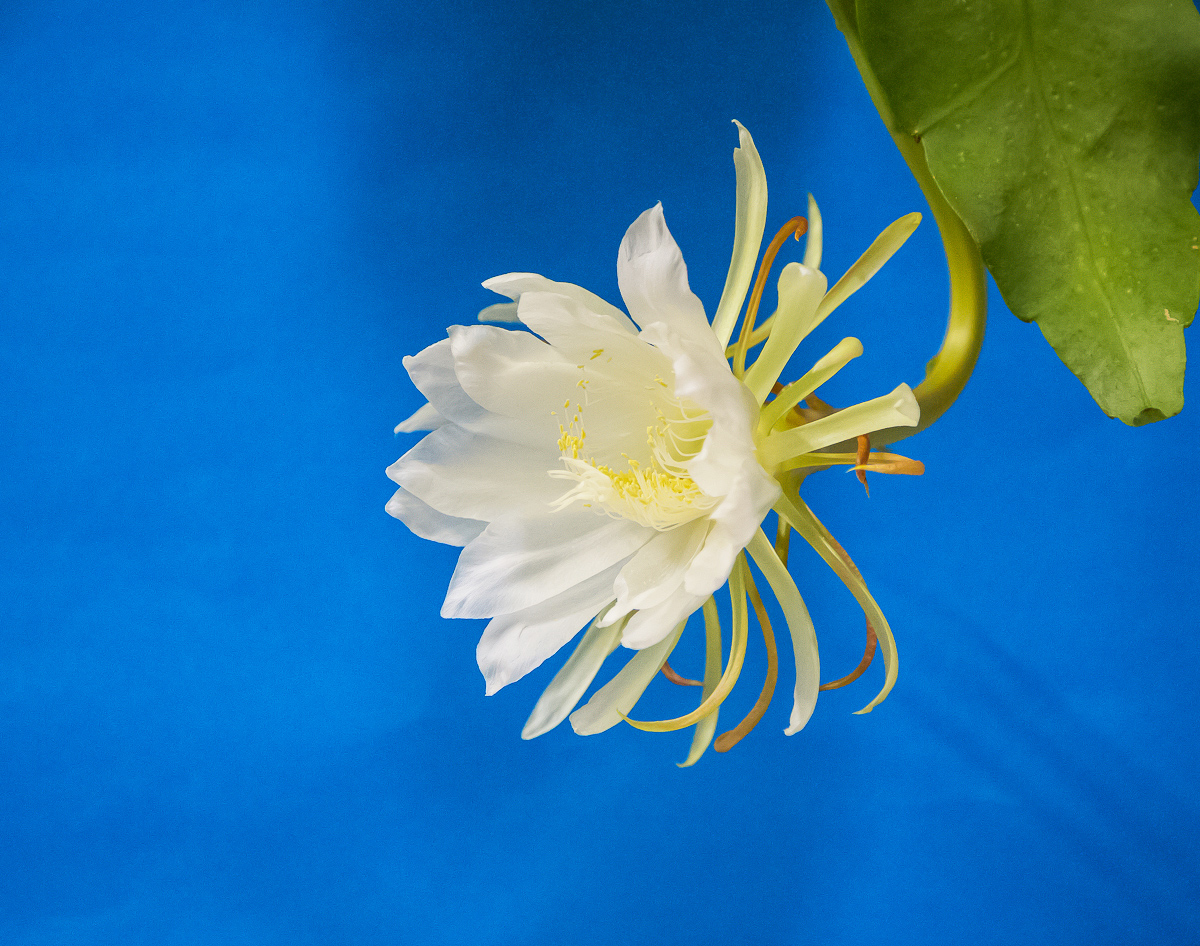 4G7A8468.jpg