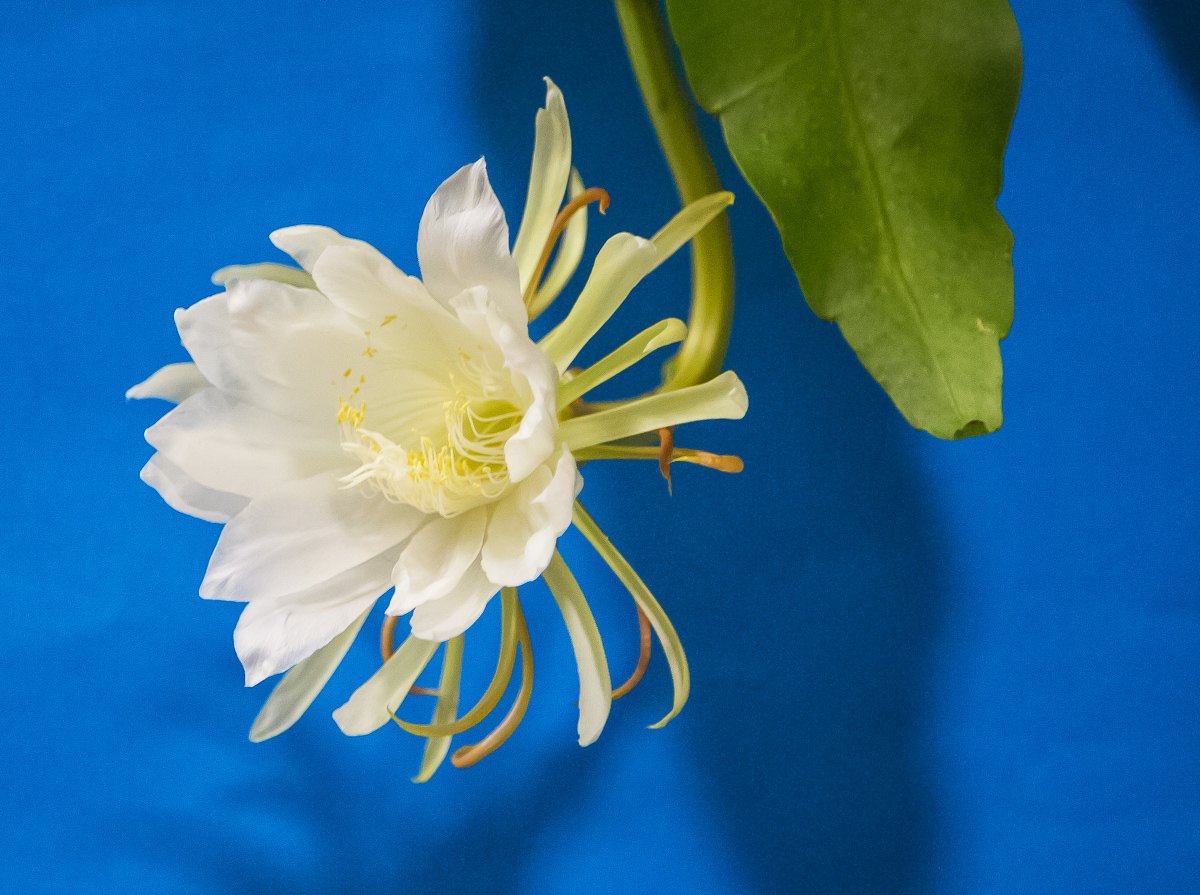 4G7A8483.jpg