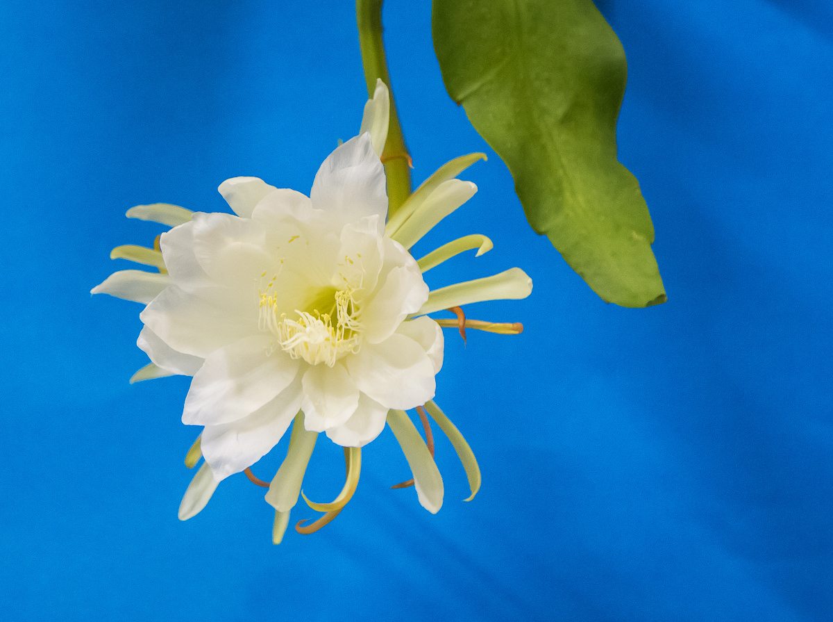 4G7A8499.jpg