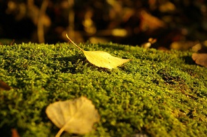 5d5c8a52gw1e7dxx0s5jqj20b407ejsf - 副本.jpg
