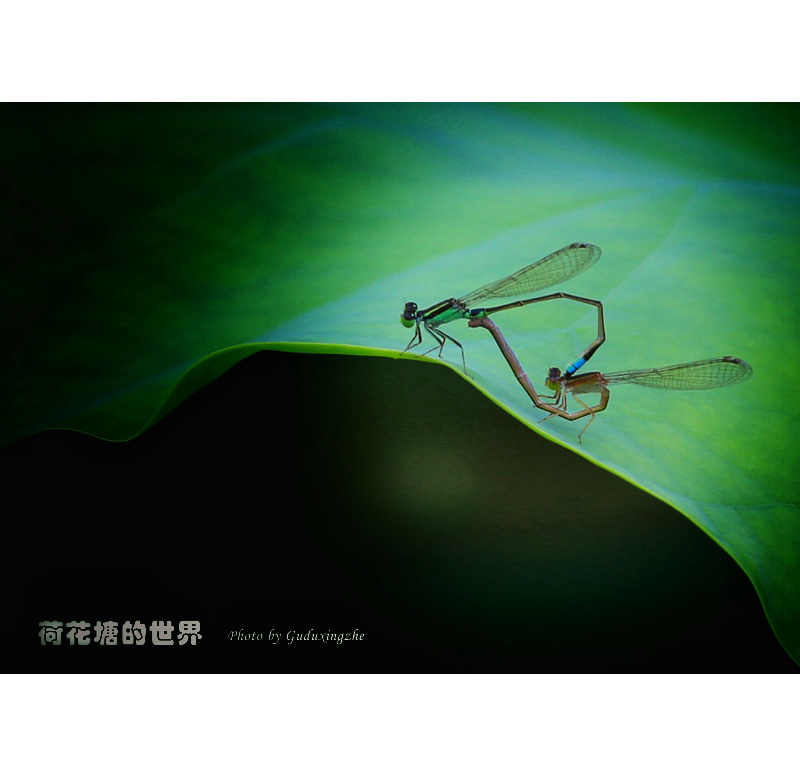 IMG_0102_副本-01.jpeg