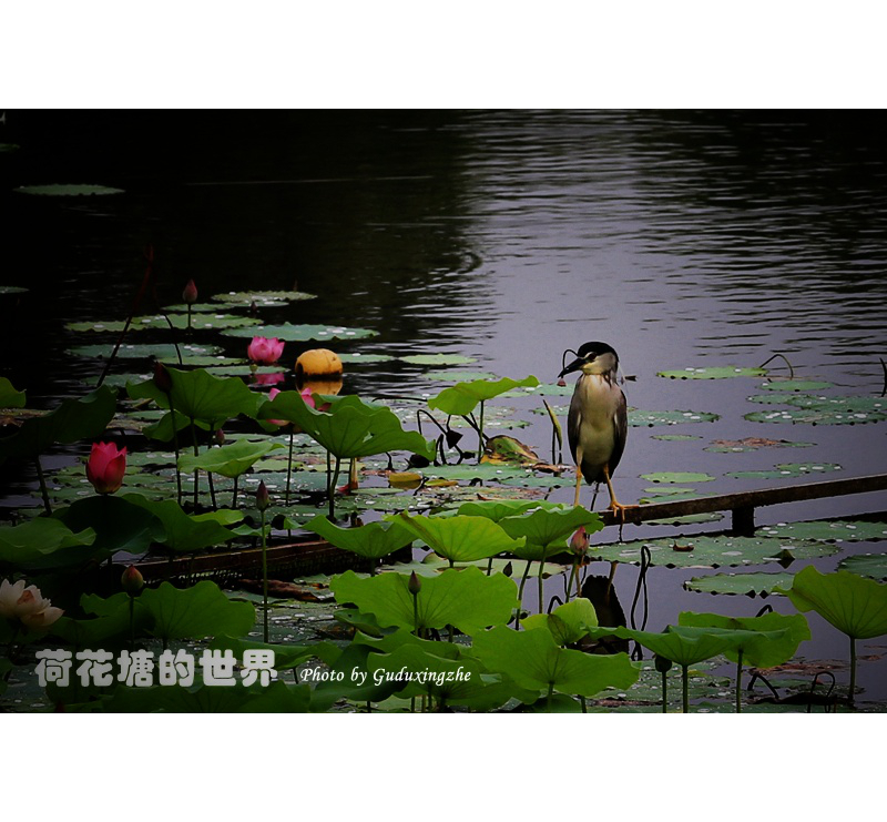 IMG_0105_副本-01.jpeg
