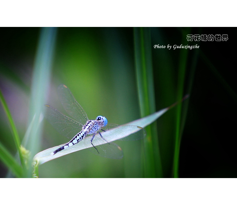 IMG_0516-01_副本.jpg