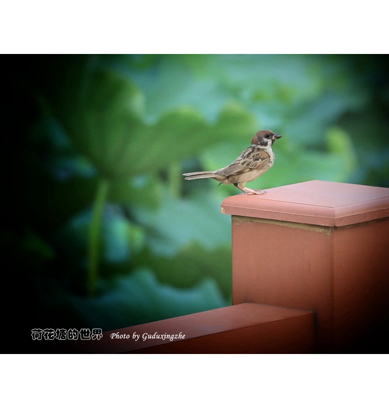 IMG_0613-01_副本.jpg