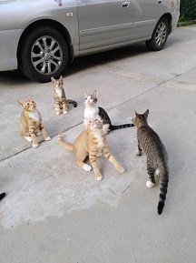小猫3