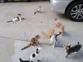 小猫
