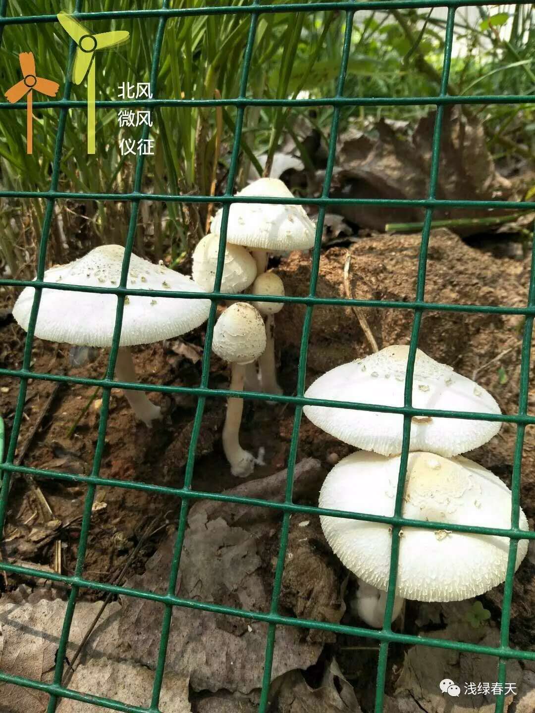 蘑菇