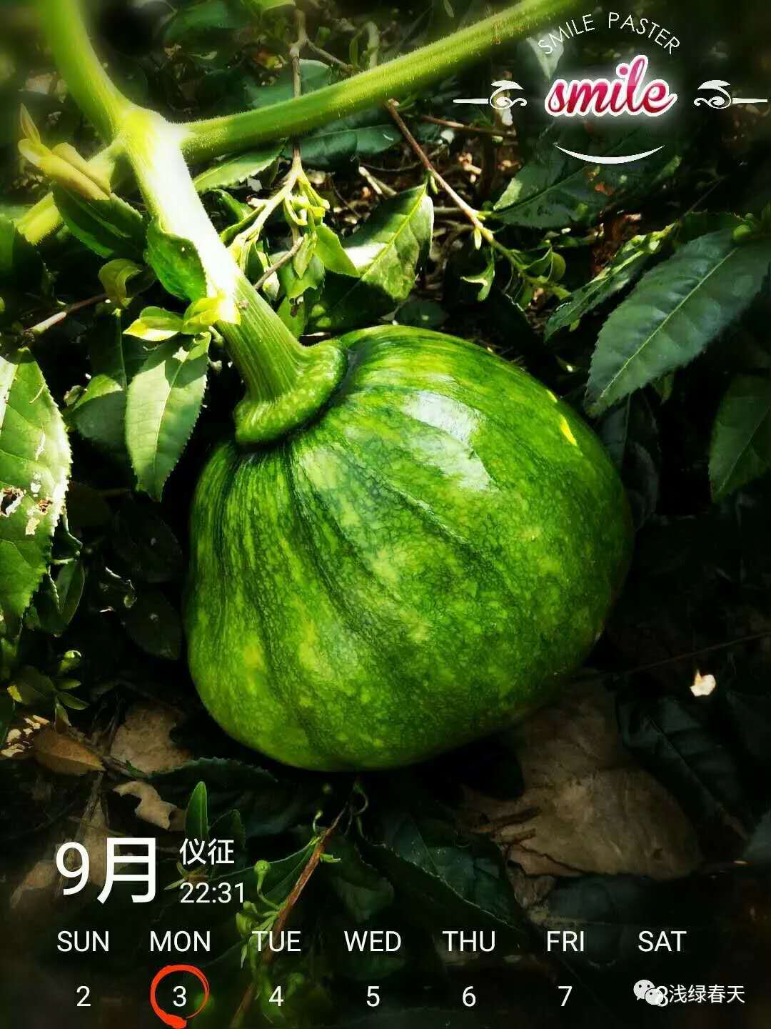 南瓜