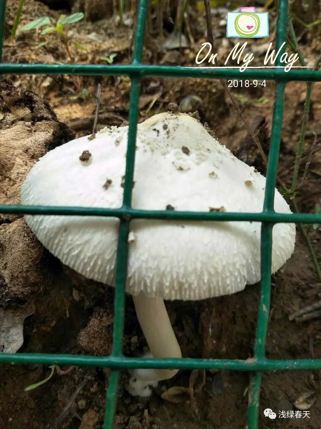 蘑菇