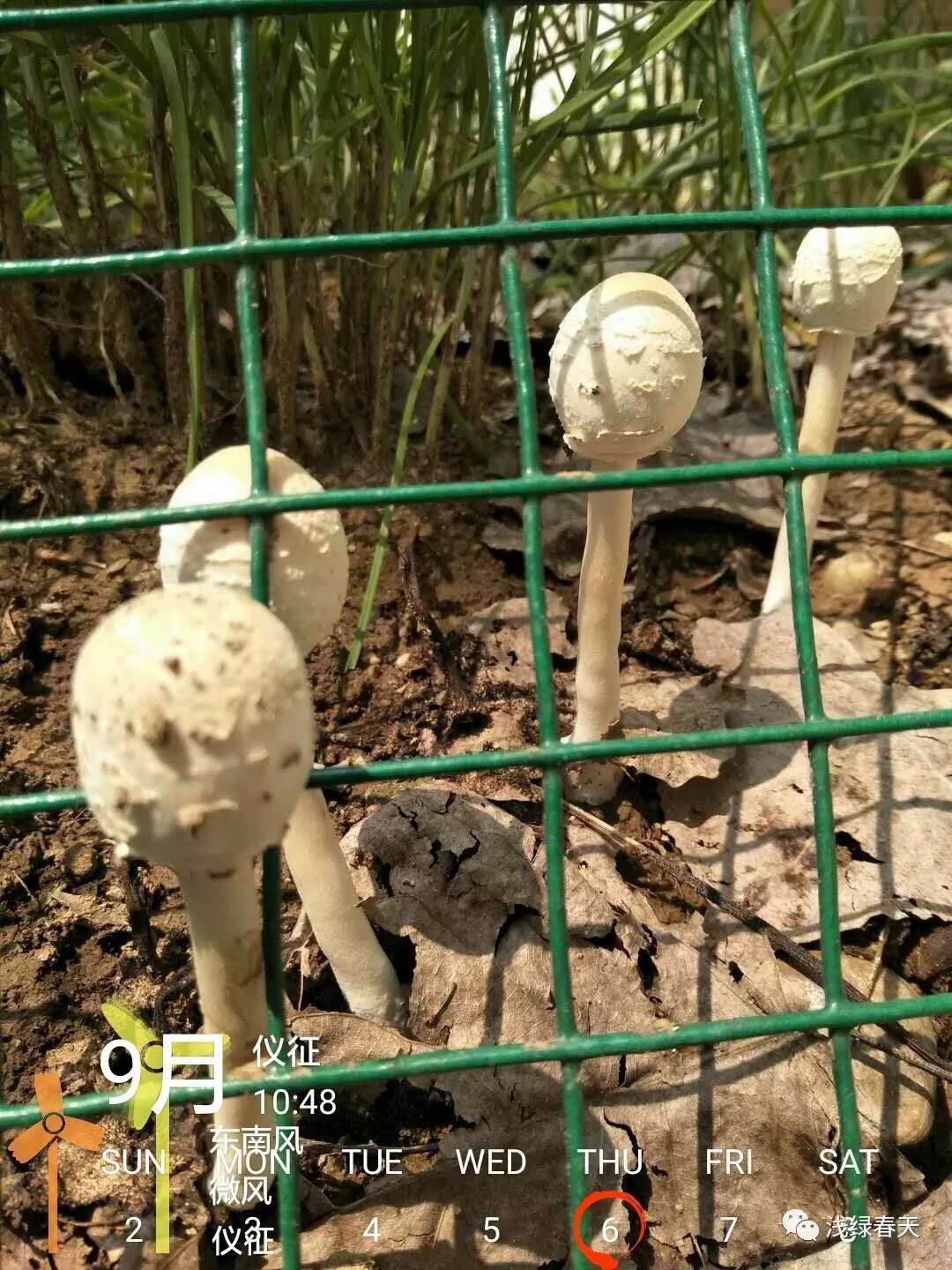 一颗忧伤的蘑菇