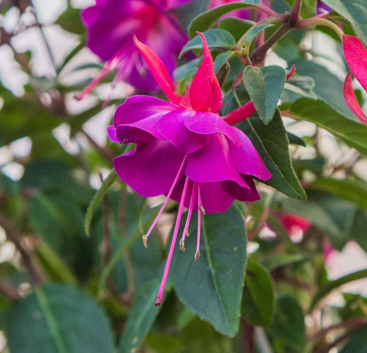 4G7A0704.jpg