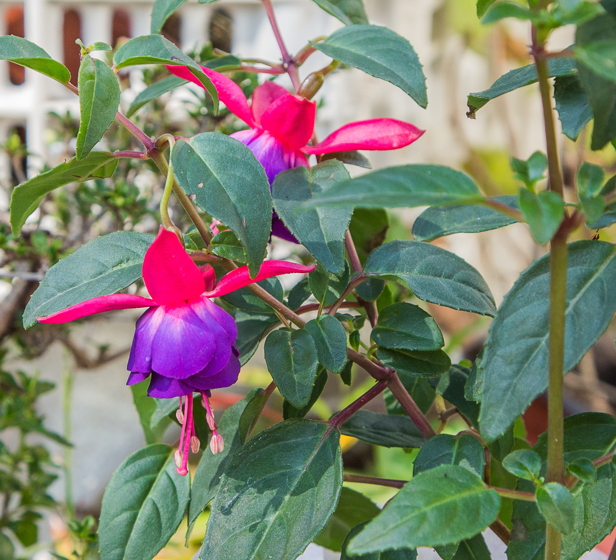 4G7A0711.jpg