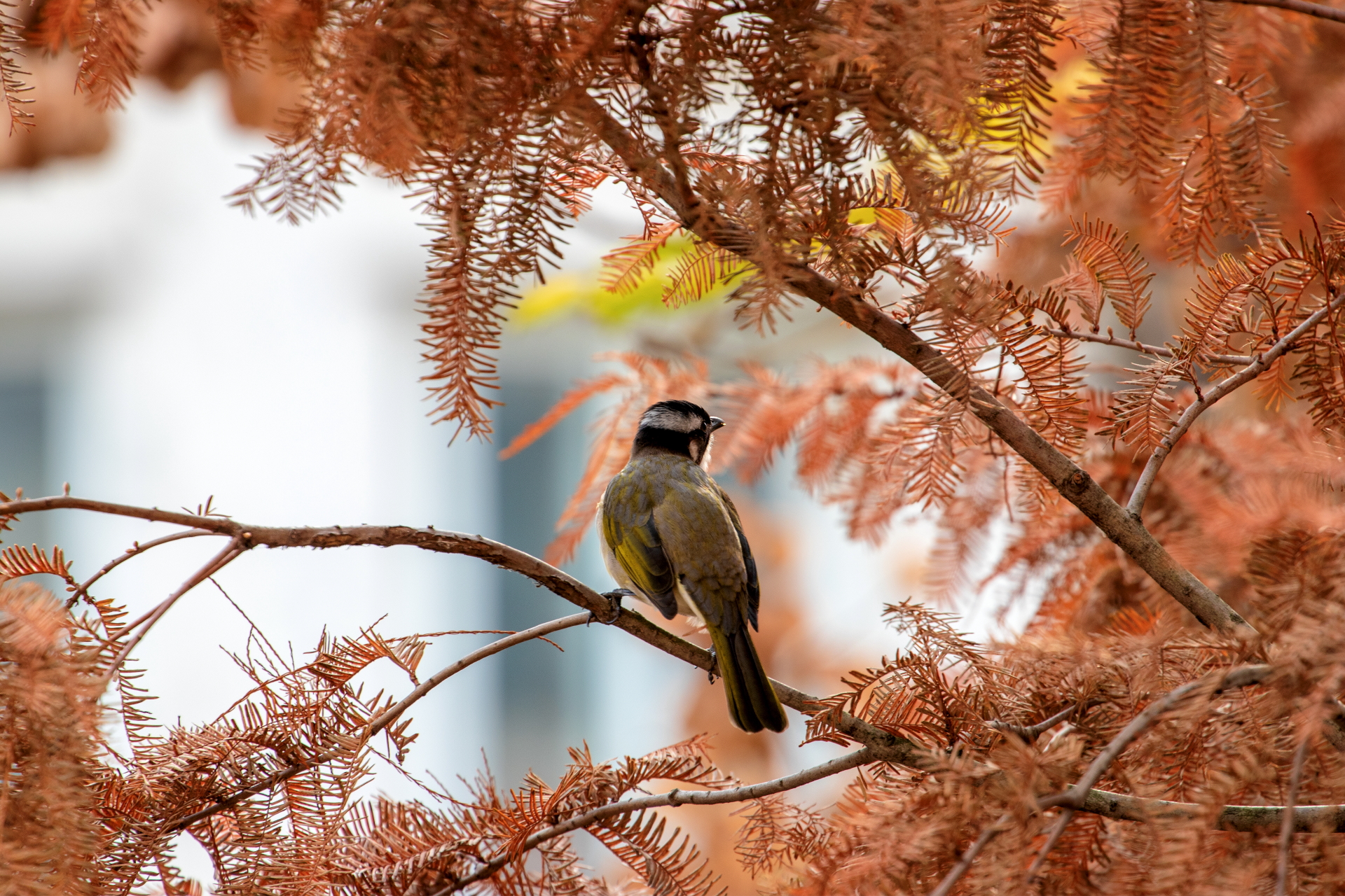 IMG_1961-编辑-2-2.JPG
