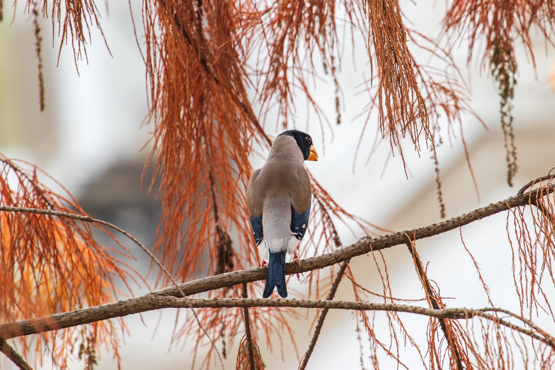 IMG_2016-编辑.JPG
