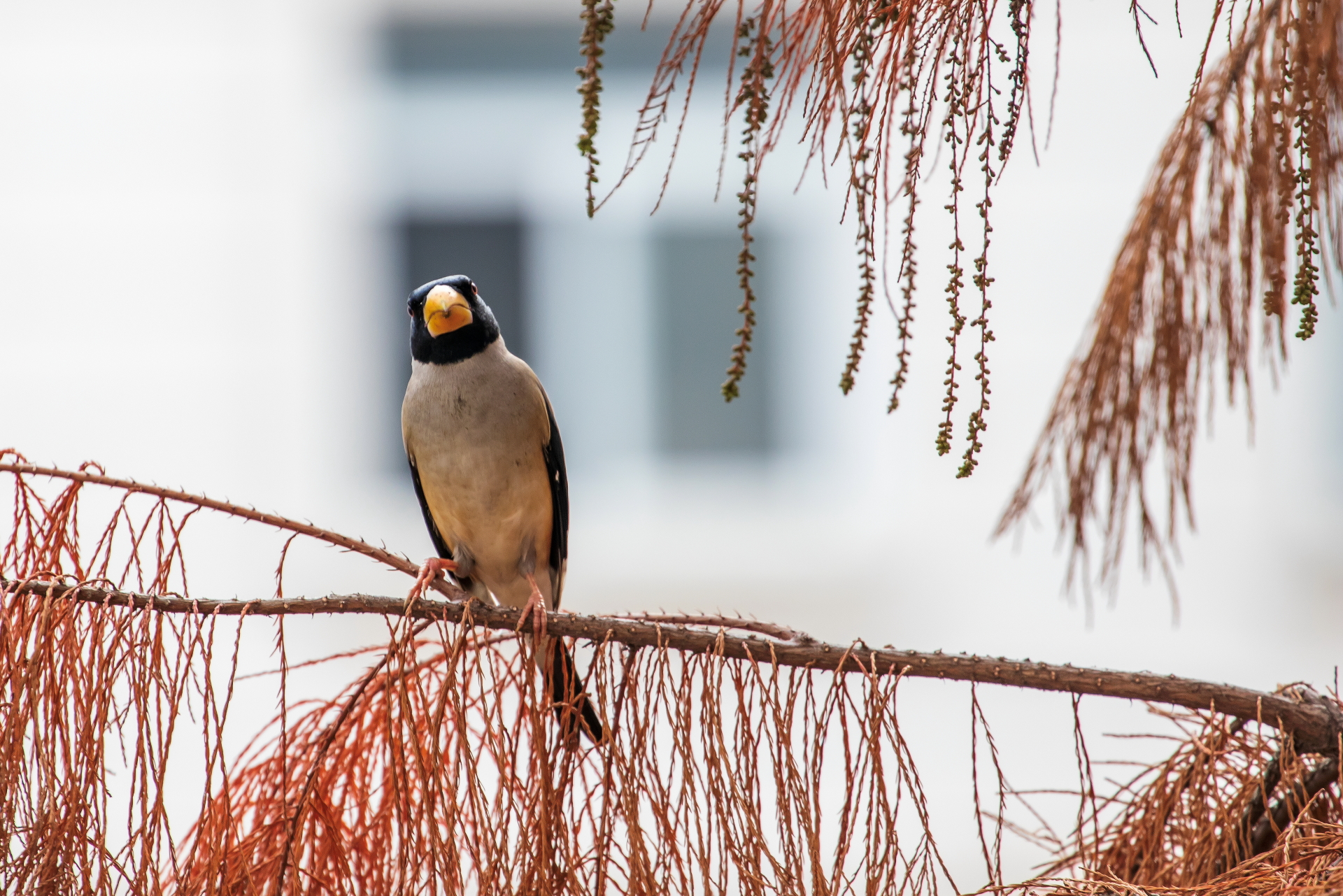 IMG_2042-编辑.JPG