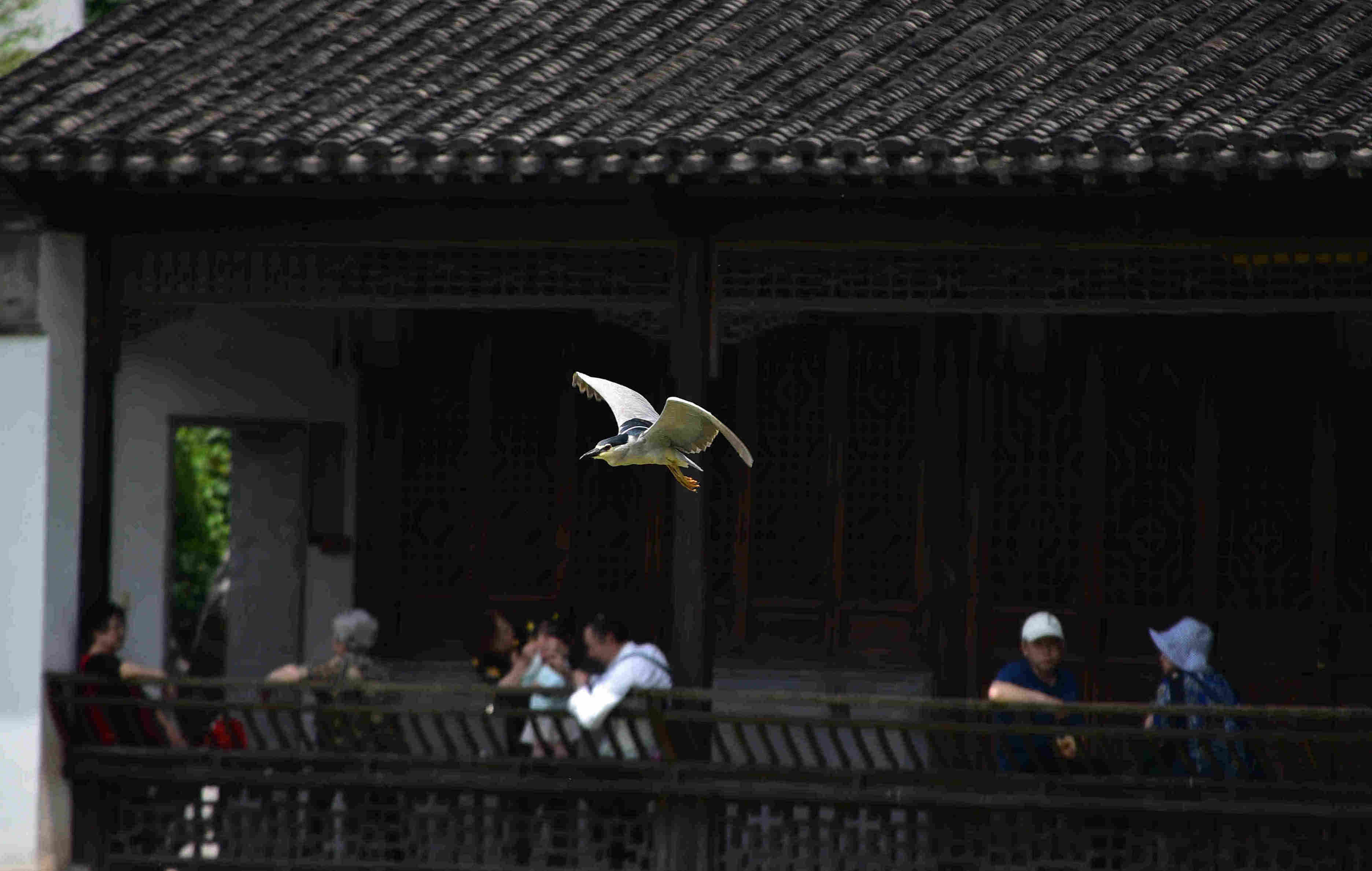 DSC_2302 g3.jpg