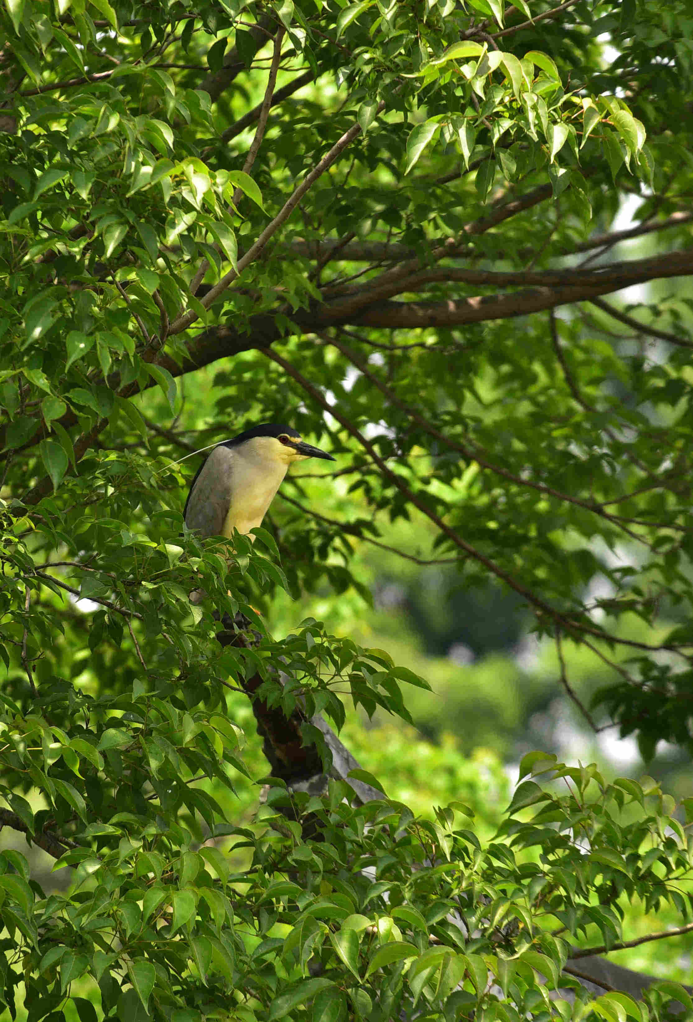 DSC_2306 gg.jpg