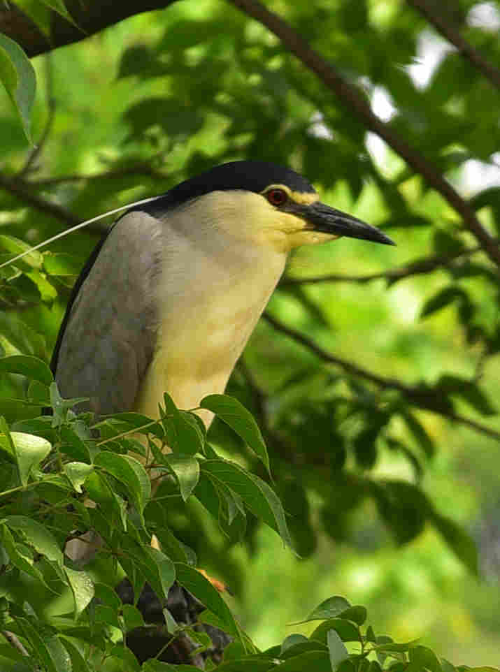 DSC_2306g1.jpg