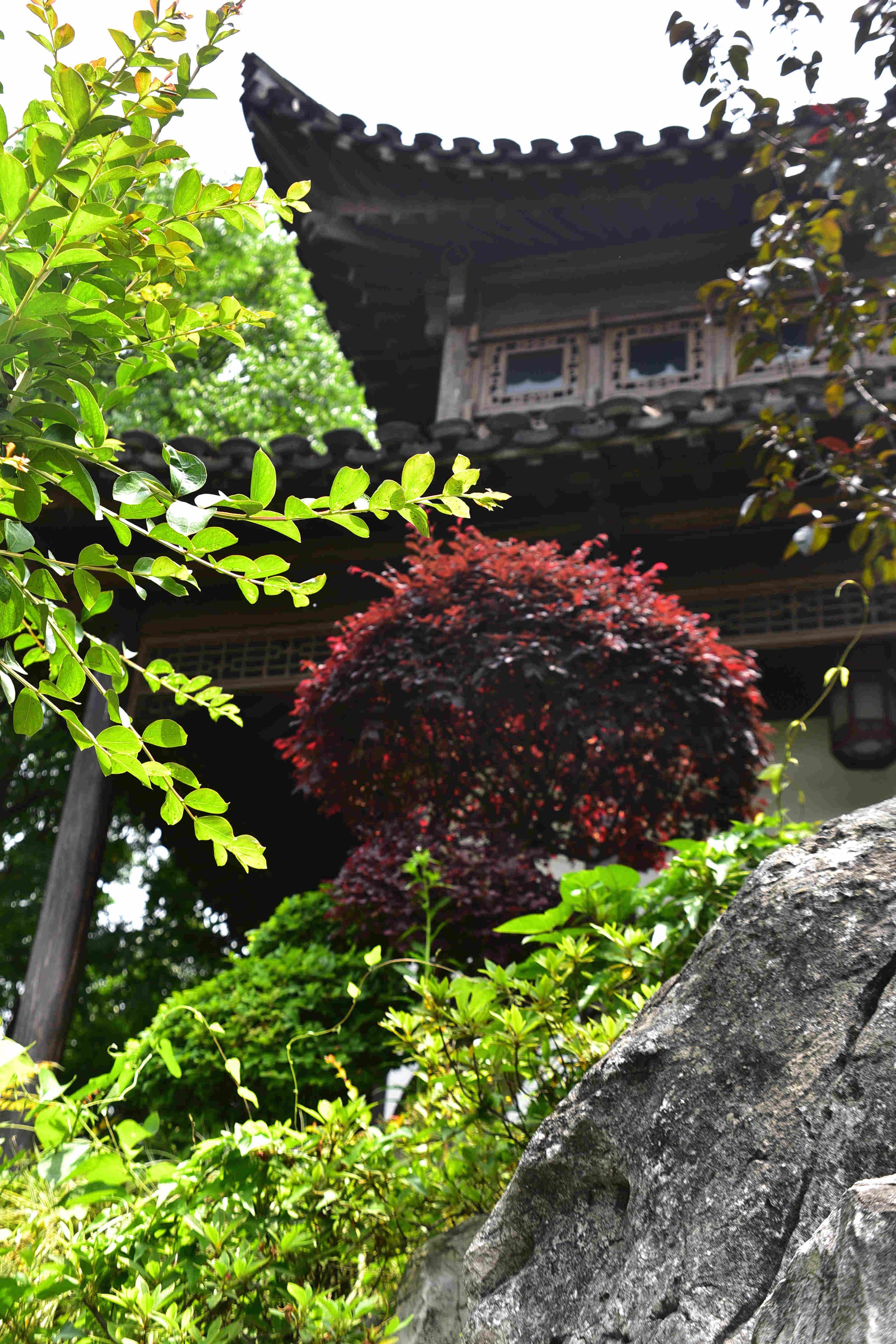 DSC_2309g.jpg