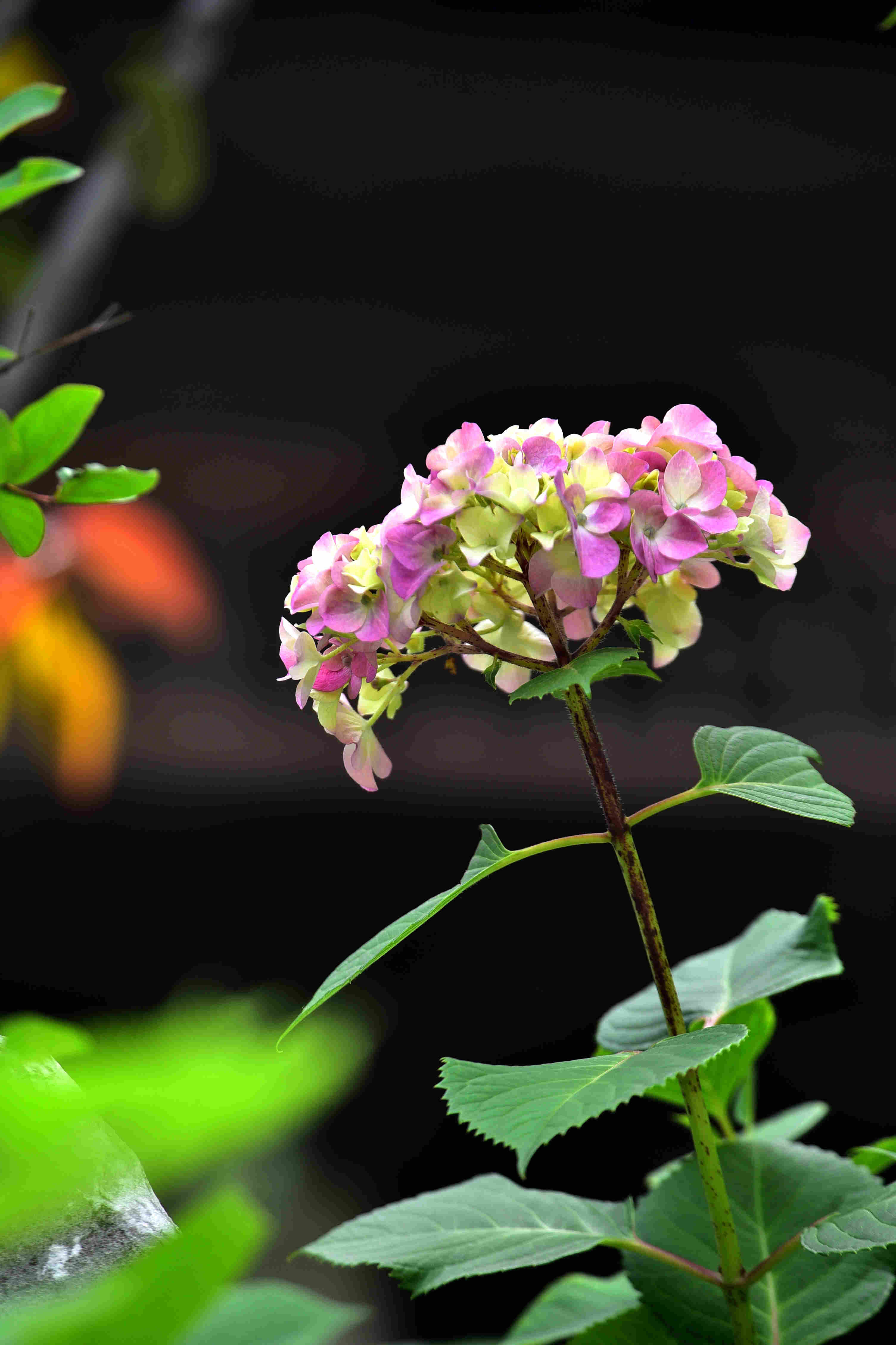 DSC_2313 g.jpg