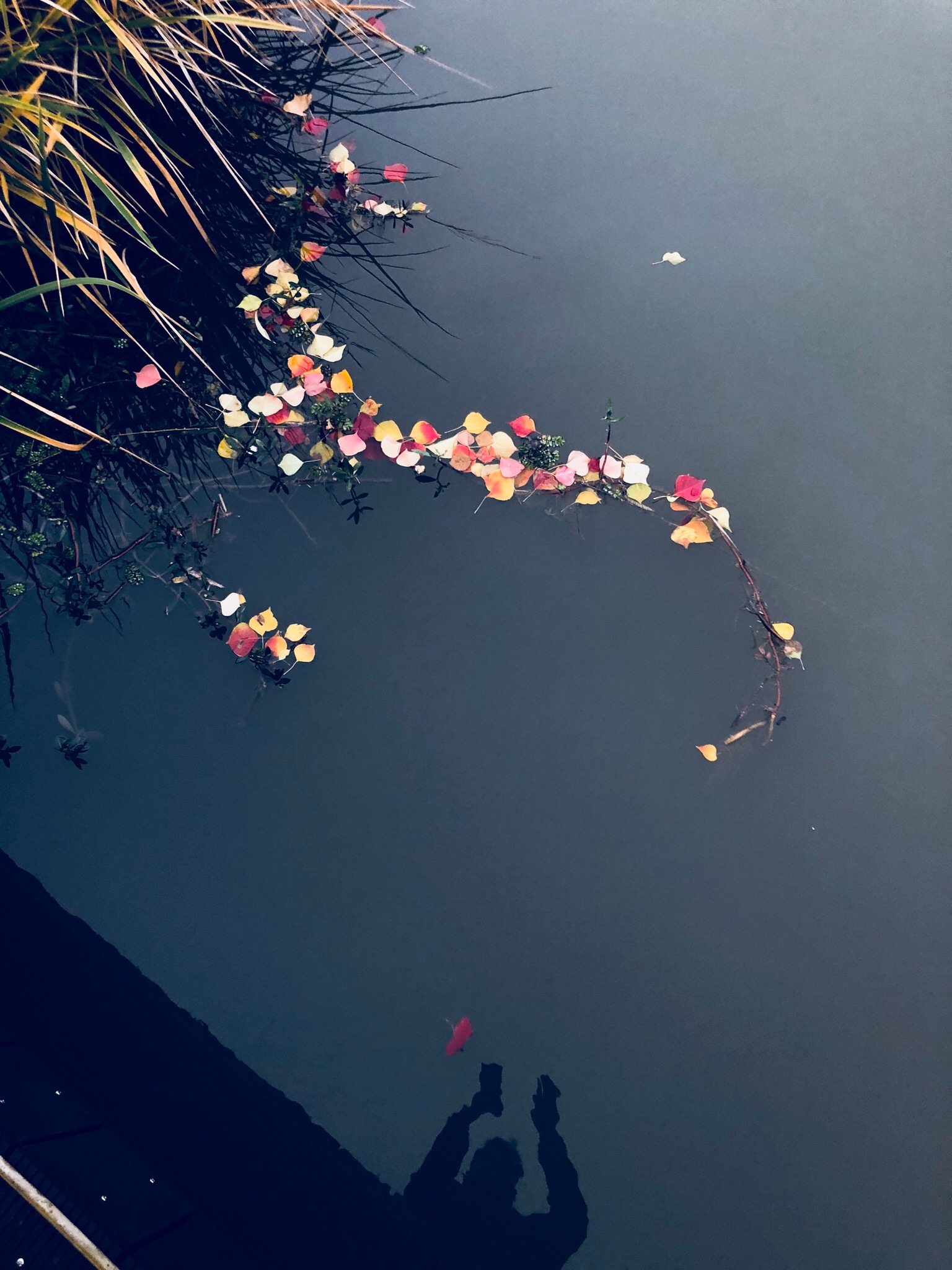 12987E47-CA2F-4C31-8E0A-76A052481C50.jpeg