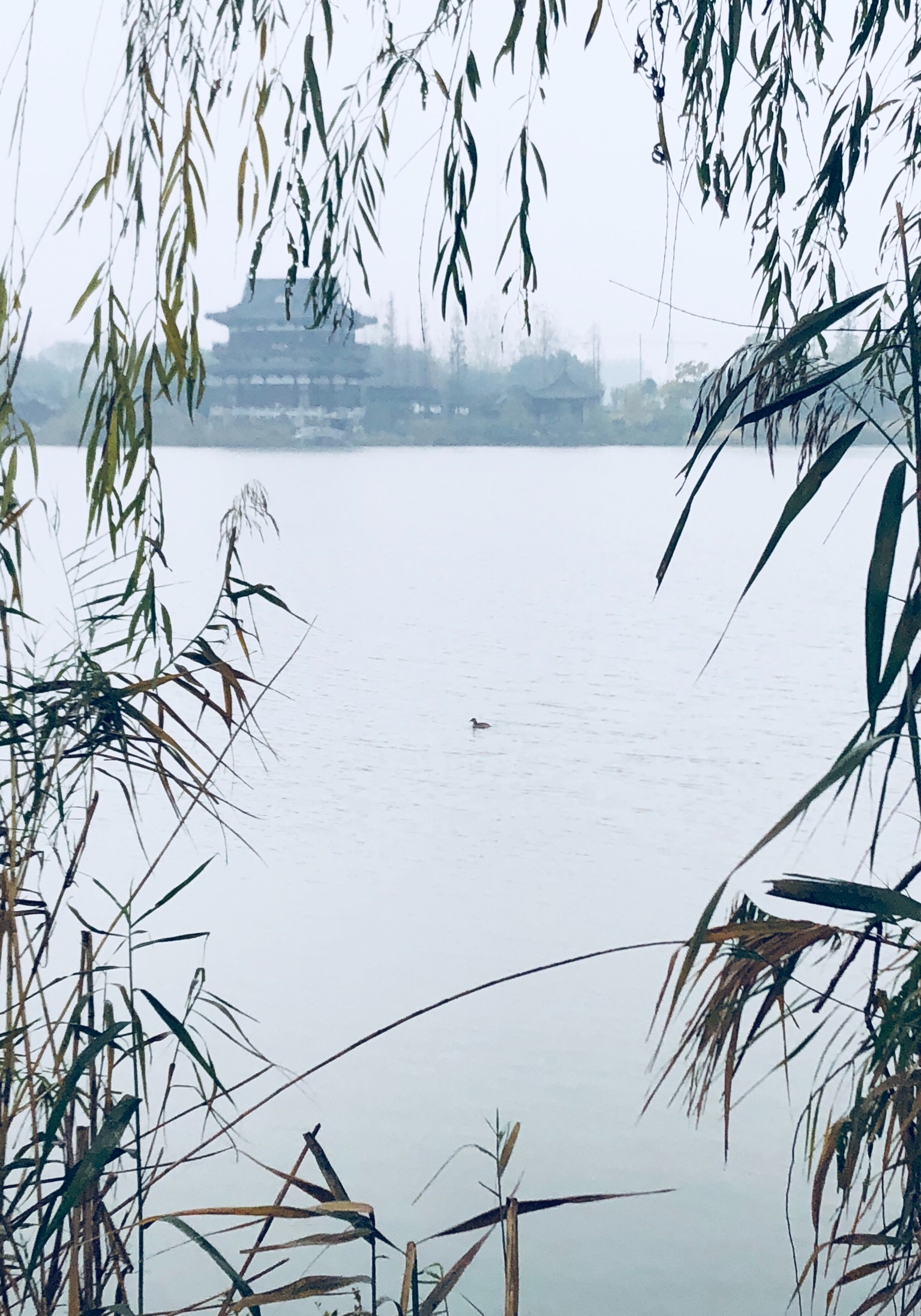 12987E47-CA2F-4C31-8E0A-76A052481C50.jpeg