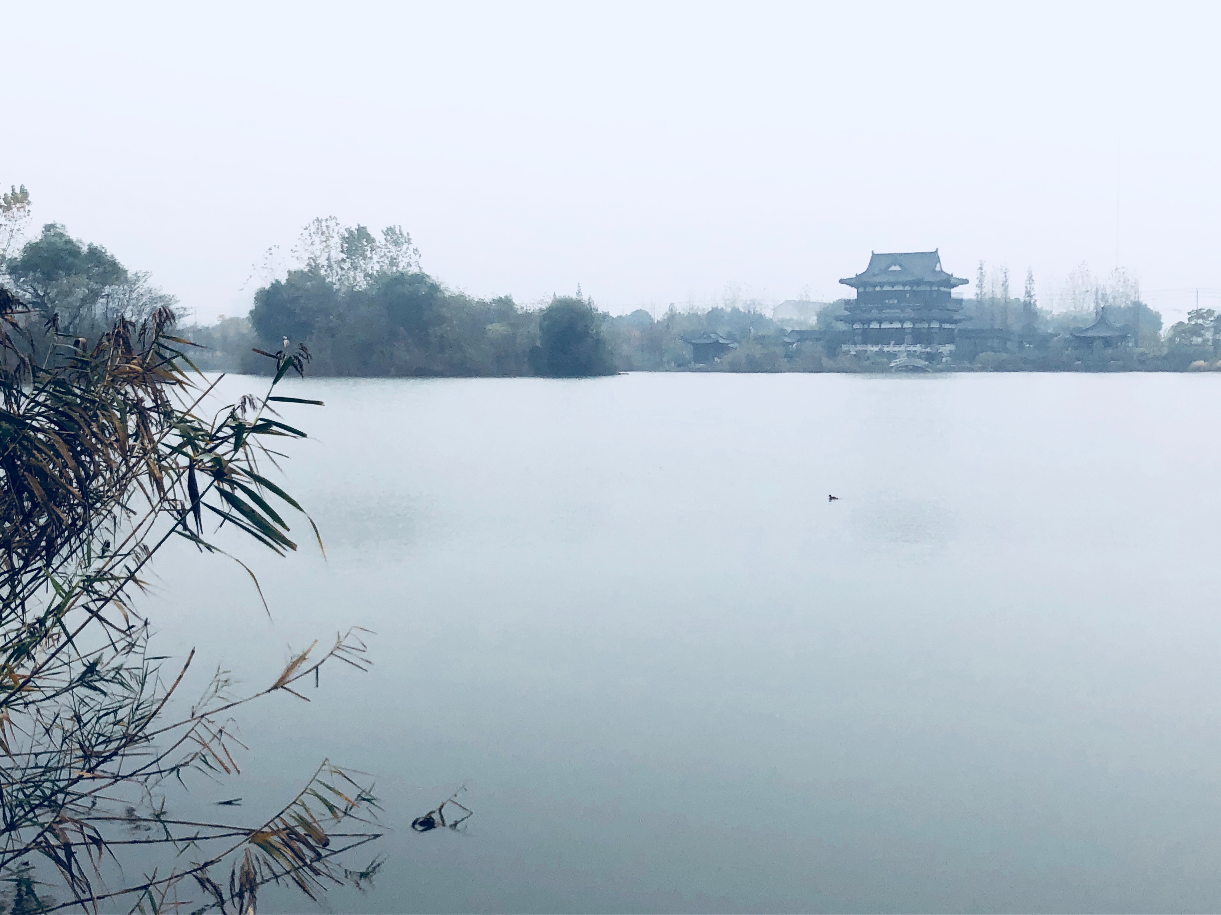 12987E47-CA2F-4C31-8E0A-76A052481C50.jpeg