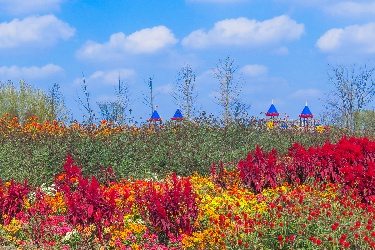IMG_2803.jpg