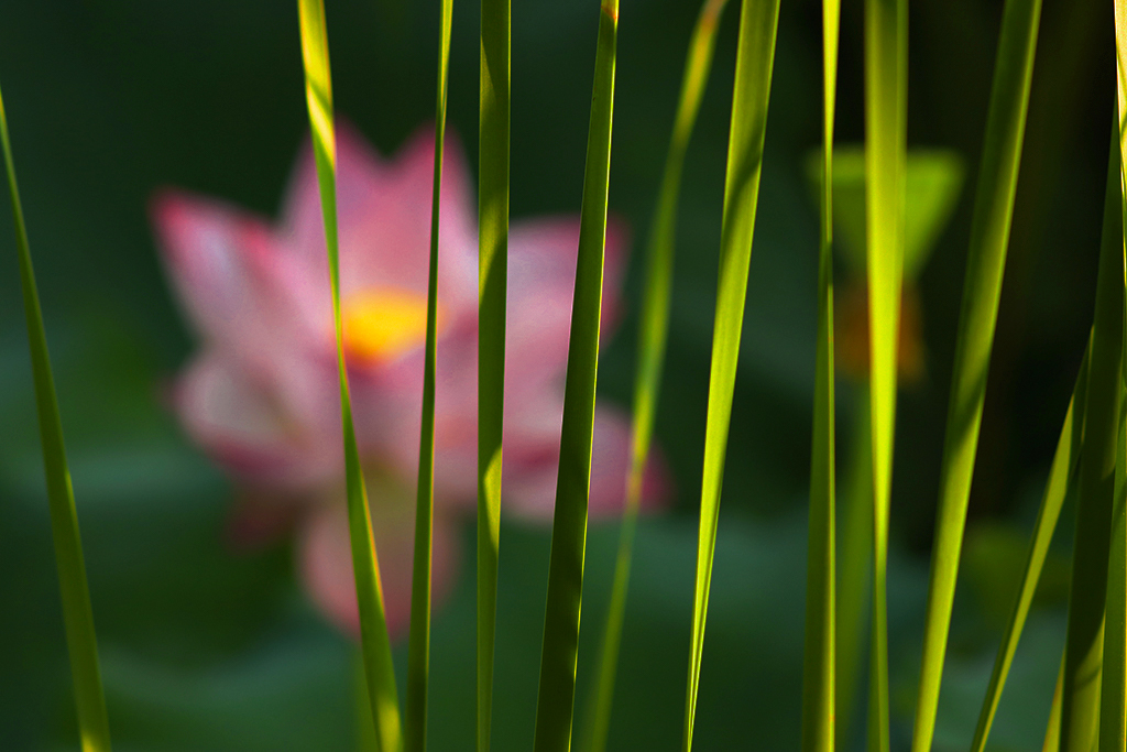 夏荷
