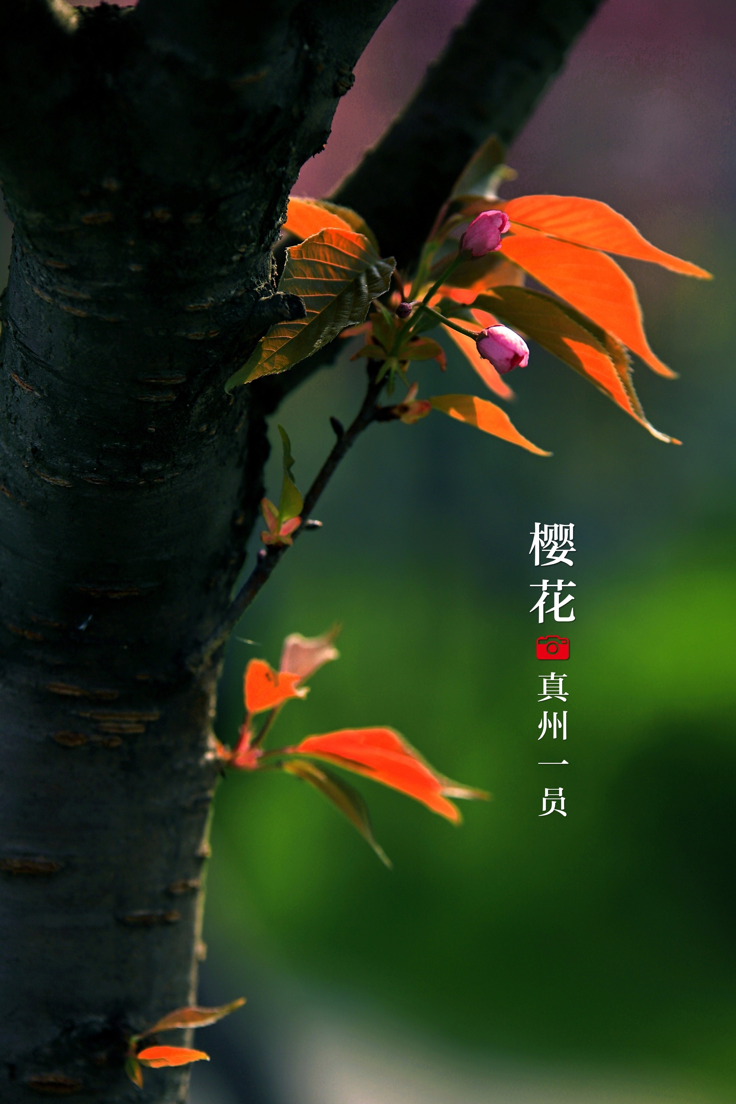 _MG_9593_mix02_mix01.jpg