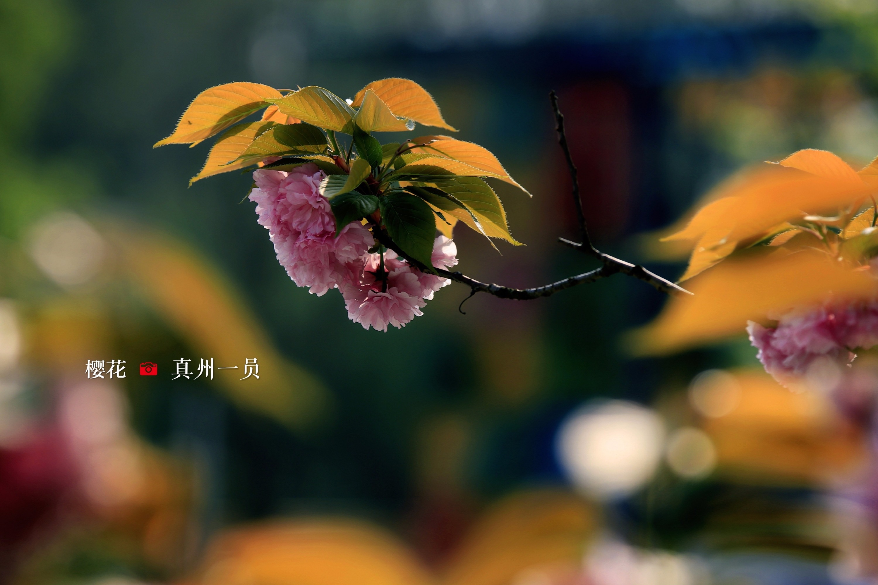 IMG_20190407_153806_mix01.jpg