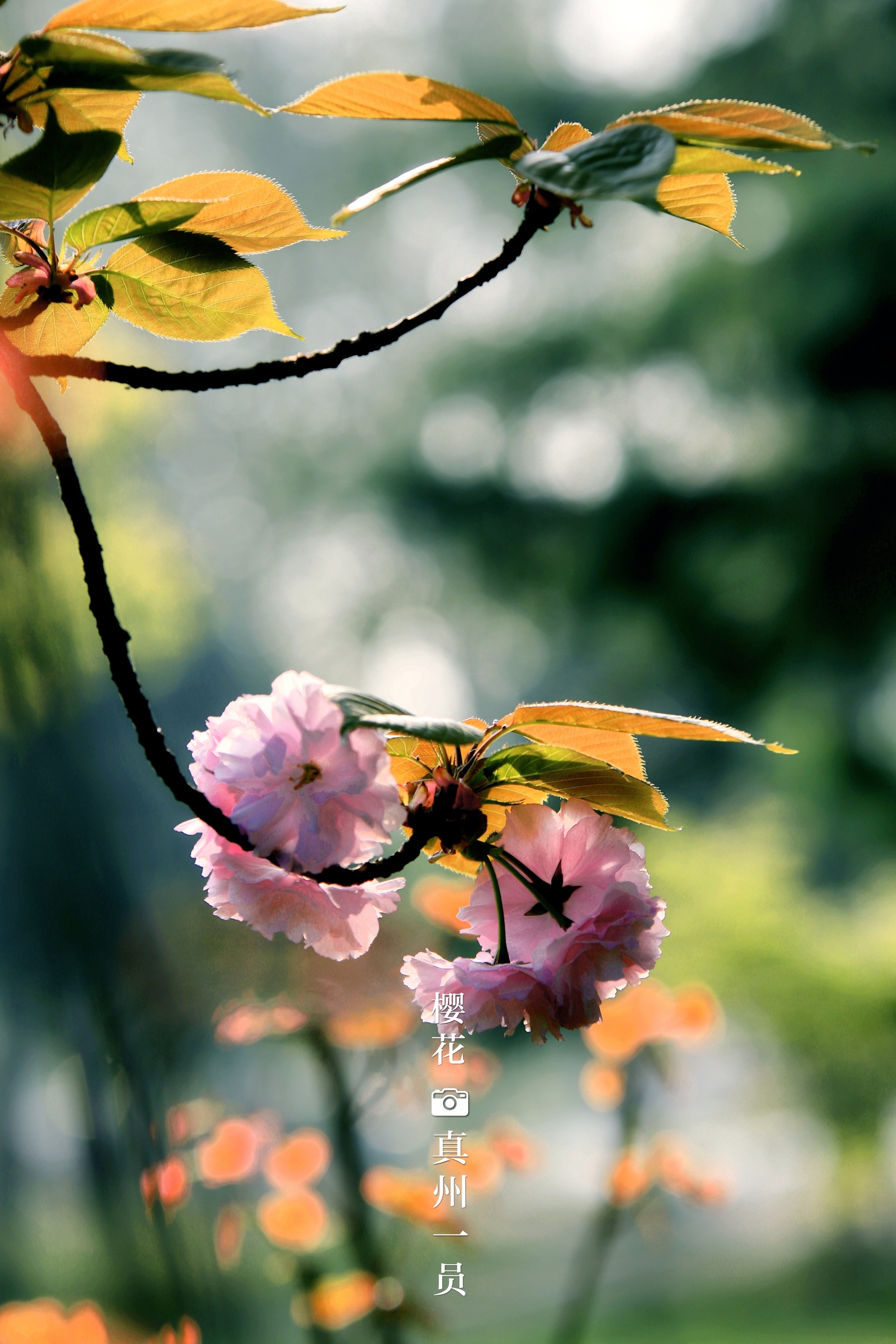 _MG_9560_mix01_mix01.jpg