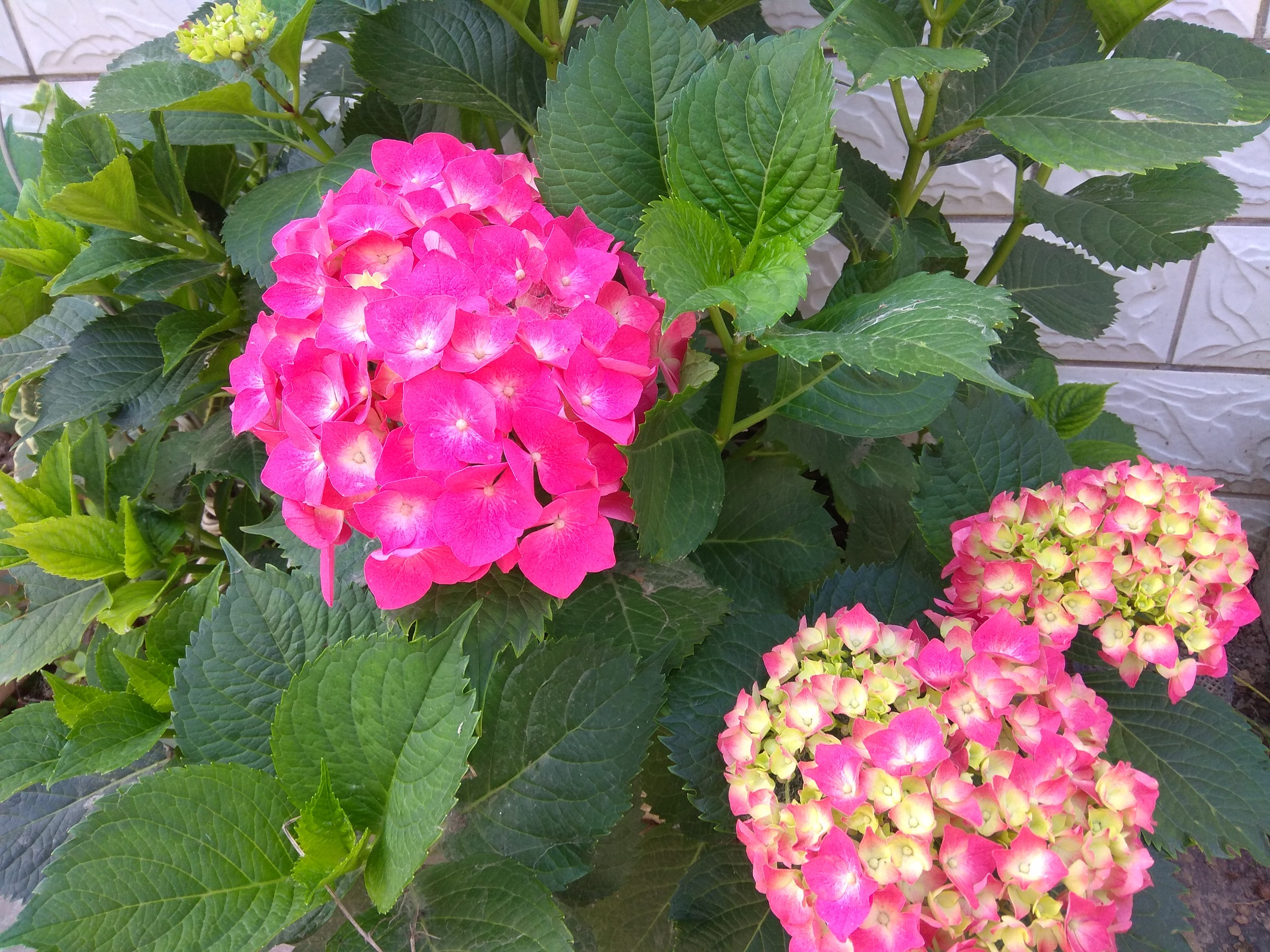 IMG_20190521_073129.jpg