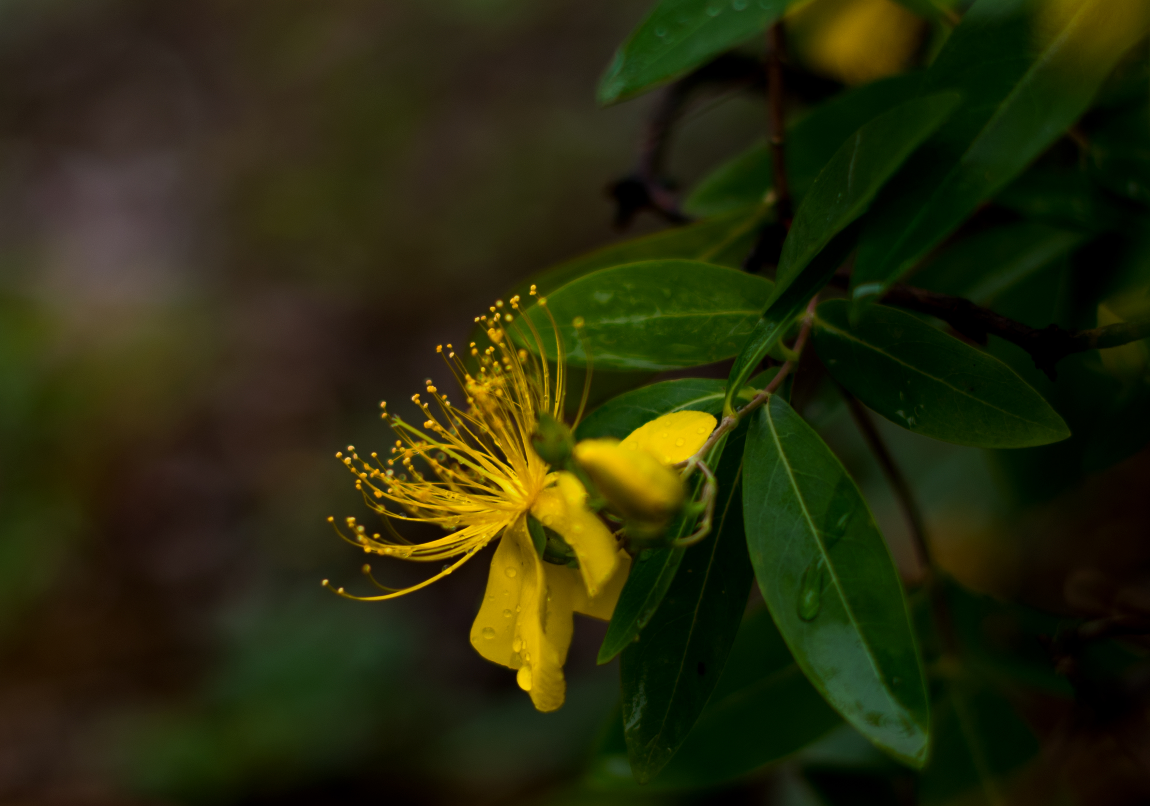 DSC_9632.jpg
