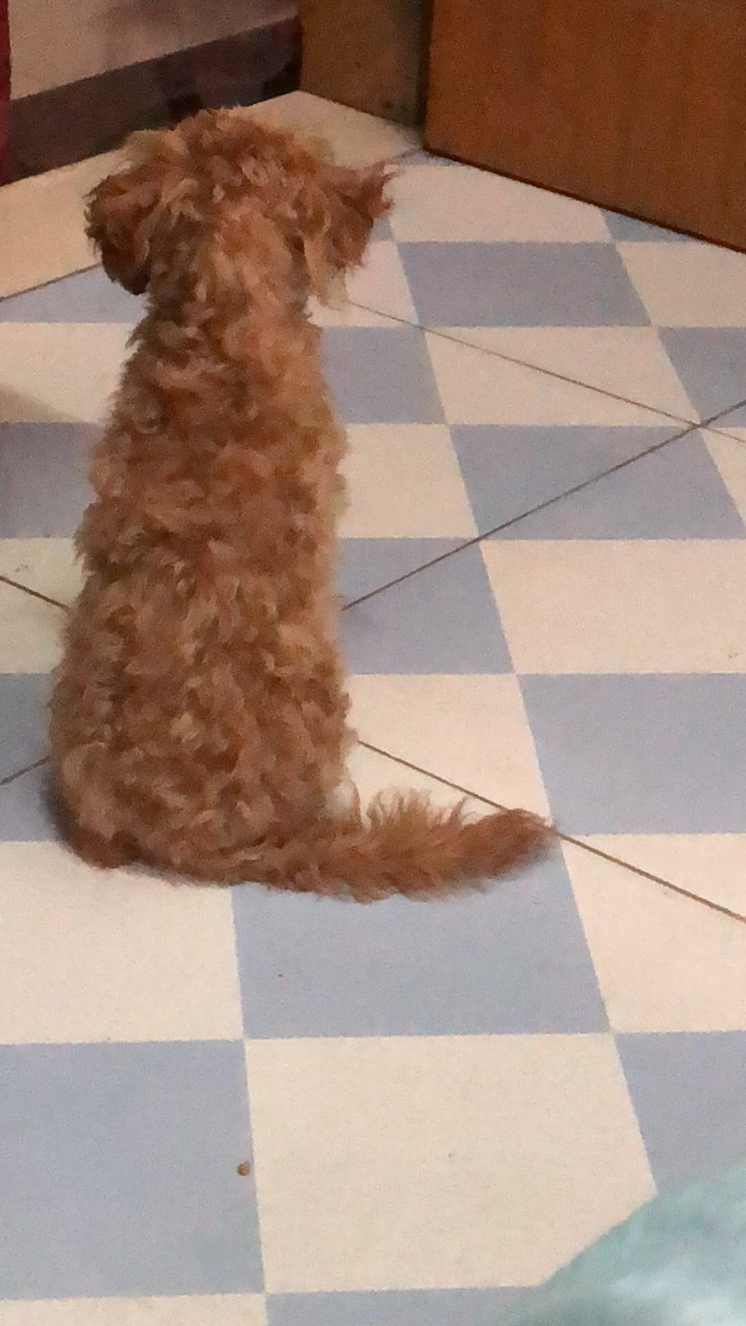 背面