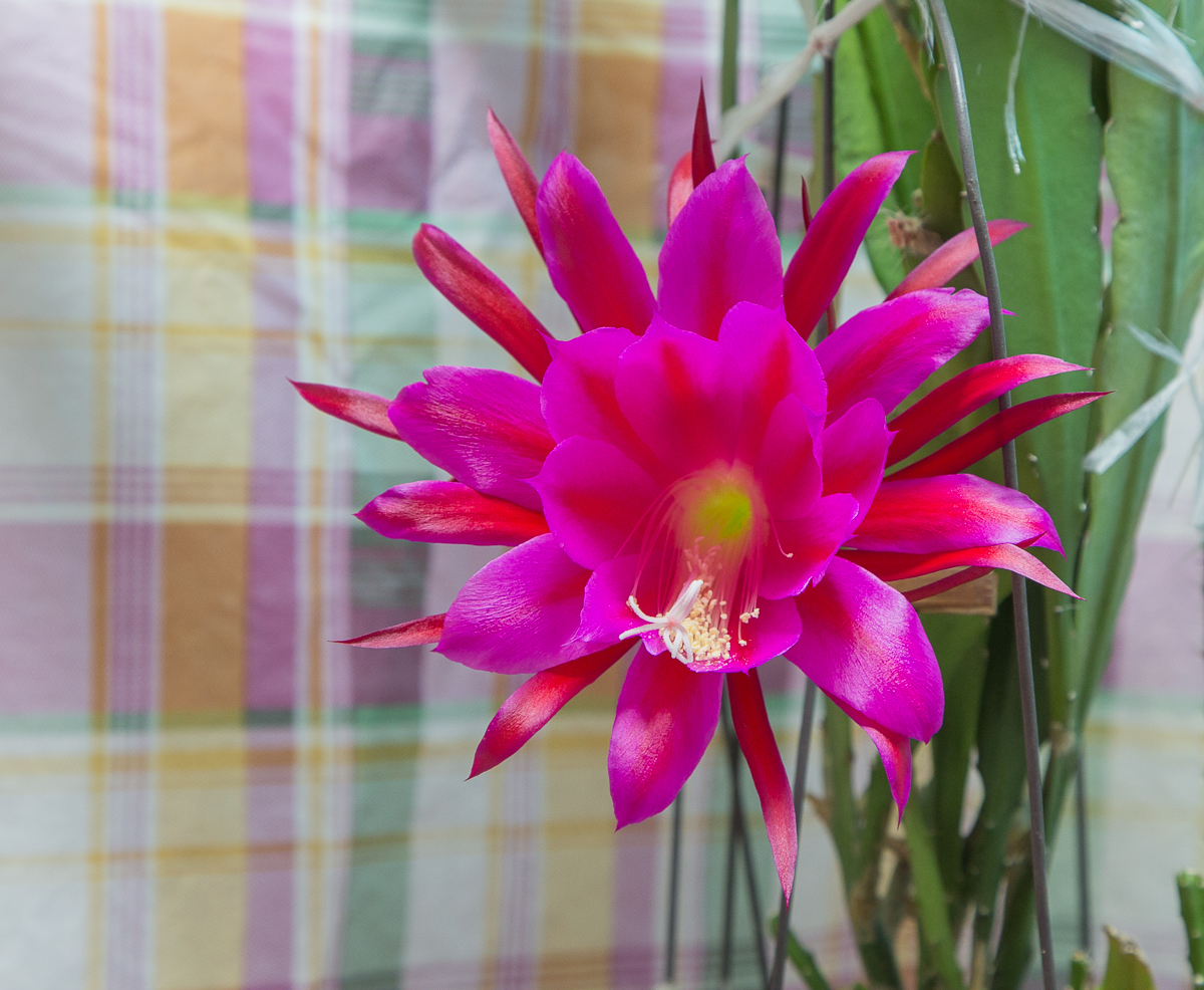 4G7A2984.jpg